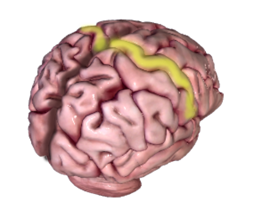 Somatosensory cortex